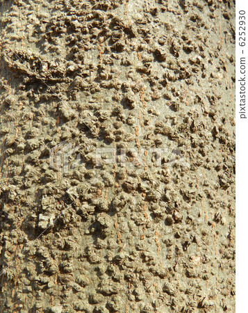 Skin of Shirakashi (White Oak) Skin of Shirakashi (White Oak) 6252930