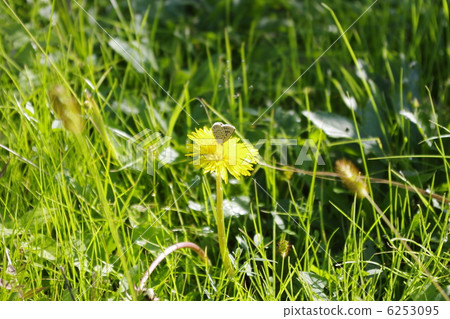 Dandelion Dandelion 6253095