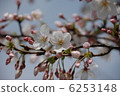 櫻花 6253148