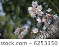 櫻花 6253150