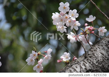 櫻花 6253150