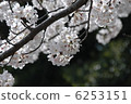 櫻花 6253151