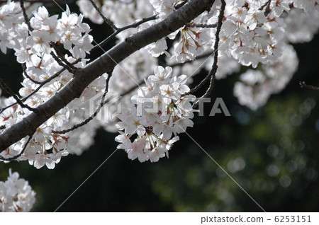 櫻花 6253151