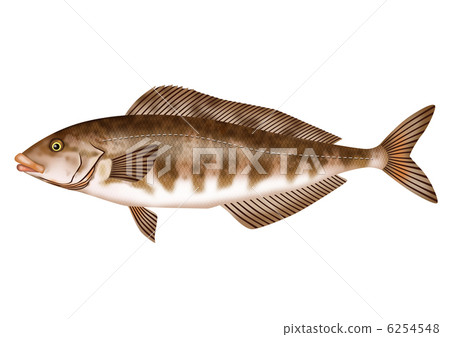 曲棍球 曲棍球 6254548