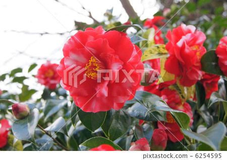 鈴鹿no Seki（山茶花） 6254595