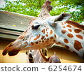 Giraffe 6254674