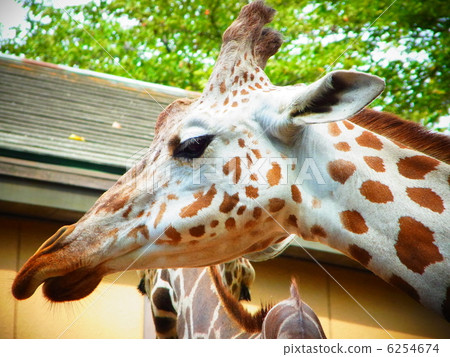 Giraffe 6254674