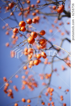 Shibu - kun Shibu - kun 6258756