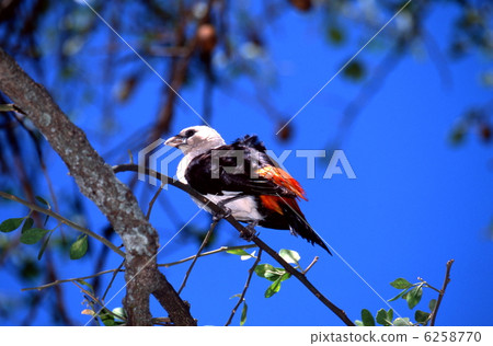 Shirogashira bovine hataori 6258770