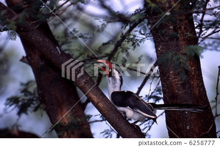 Seegroko saisho male 6258777