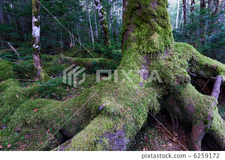 Litters that have been mothed 6259172