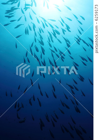 A shoal of Sarpa Salpa fishes in back-light. Shot in the wild. A shoal of Sarpa Salpa fishes in back-light. Shot in the wild. 6259173