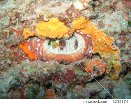 An Octopus (Octopus Vulgaris) in its hole. Shot in the wild. An Octopus (Octopus Vulgaris) in its hole. Shot in the wild. 6259174