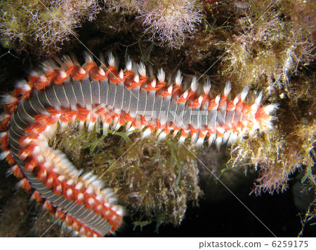 Hermodice Carunculata also known as Fire Worm. Shot undersea in the wild. 6259175