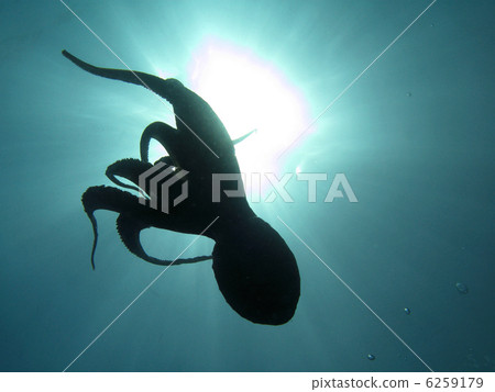 Octopus back-lite and sun over the sea surface. Shot in the wild. 6259179