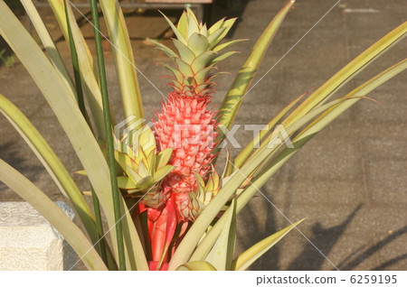 pineapple pineapple 6259195
