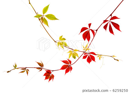 Red and green bindweed plants isolated on white Red and green bindweed plants isolated on white 6259250