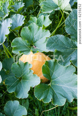 Pumpkin hidden under green leaves in the field Pumpkin hidden under green leaves in the field 6259252