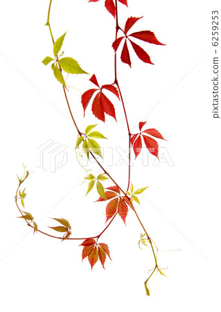 Red and green bindweed plants isolated on white Red and green bindweed plants isolated on white 6259253