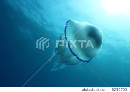 Jellyfish (Rhizostoma Pulmo) and sun rays. Shot in the wild. Jellyfish (Rhizostoma Pulmo) and sun rays. Shot in the wild. 6259703