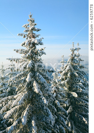 Winter spruces in mountain 6259778