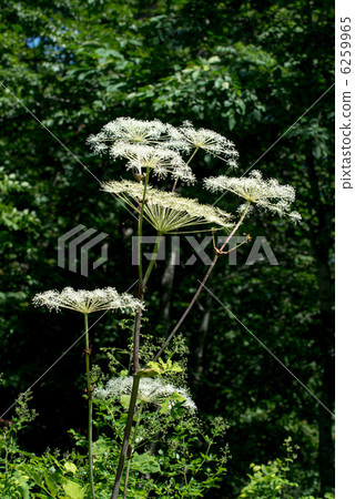 Miyama Shiyoudo Miyama Shiyoudo 6259965