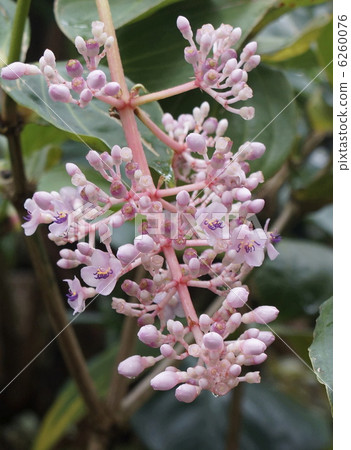 Medinira · Sucortequiny Flower 6260076