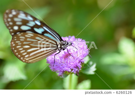 蝴蝶的天堂 6260126