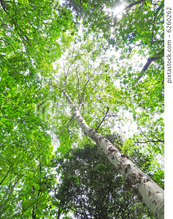 Look up at the white birch 6260262