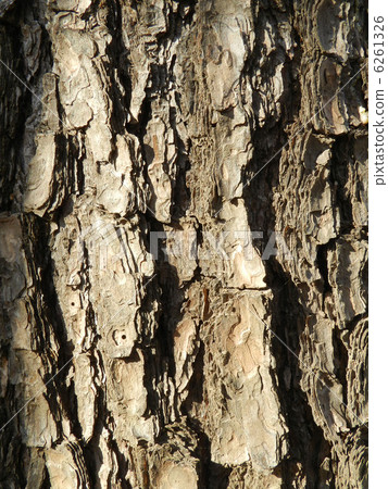 赤松（赤松） 6261326