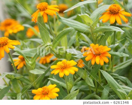 Jinia (Profusion): Bunrakusou 6261346