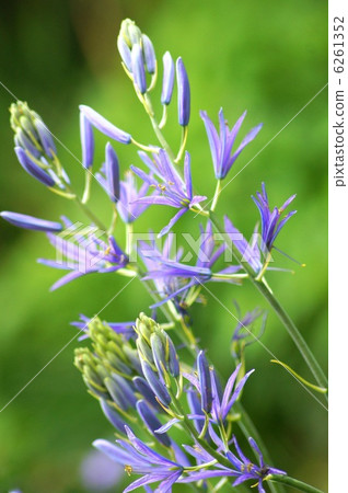 Camacia (cypress bluish purple) 6261352