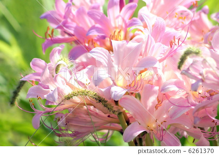 Lycolis:Squamigera(夏季水仙) Lycolis:Squamigera(夏季水仙) 6261370