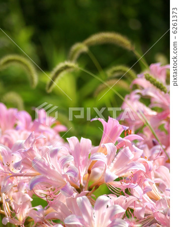Lycolis:Squamigera(夏季水仙) Lycolis:Squamigera(夏季水仙) 6261373