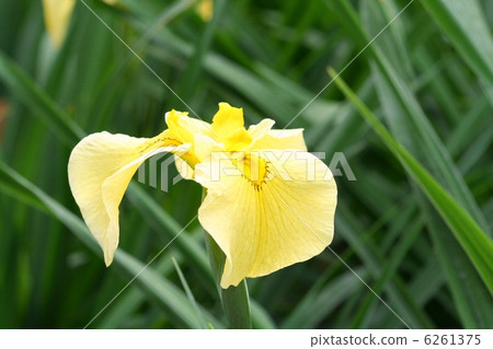 Irises and golden crowns 6261375