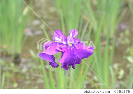 Orange flower crest-shaped purplish red purple monochrome irises · purple garden 6261376