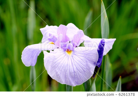 Irregular irises, Kosazawa River with deep purple streaks beautiful in light purple ground 6261378