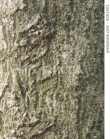 水木的木皮（水樹） 6261401