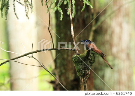 長尾小鸚鵡 6261740