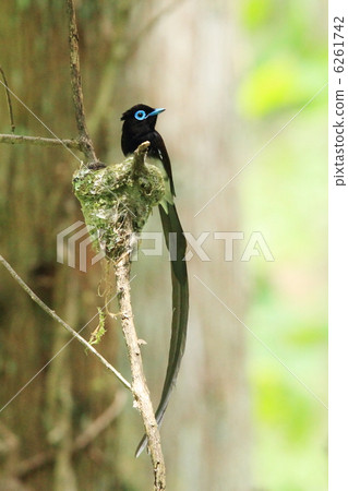 長尾小鸚鵡 6261742