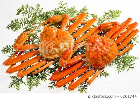 Snow crab Snow crab 6261744