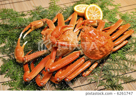 Snow crab 6261747