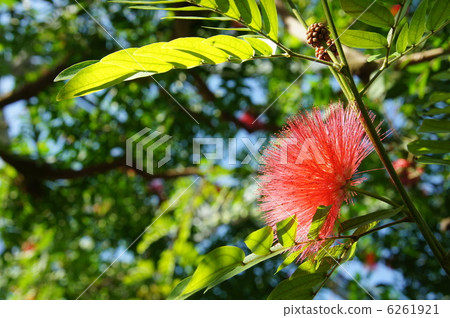 12月熱帶植物卡利安道爾和Lamidae 19 6261921