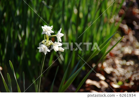 12月Nihonseizen·Higanbana部門41 6261934