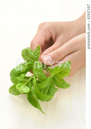 Basil, hands of young woman holding fresh herbs Basil, hands of young woman holding fresh herbs 6262167