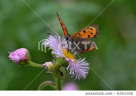 Spring purple and Bennisimi 6262208