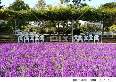 栃木縣足利市花木公園的足利紫水晶聖人（10月） 6262590