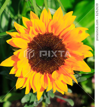 Bright sunflower 6262639