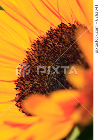 Fine art sunflower 6262641