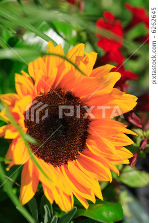 Sunflower in the garden 6262645